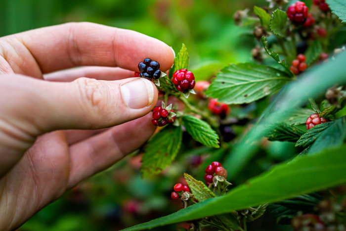 Family Foraging Walks