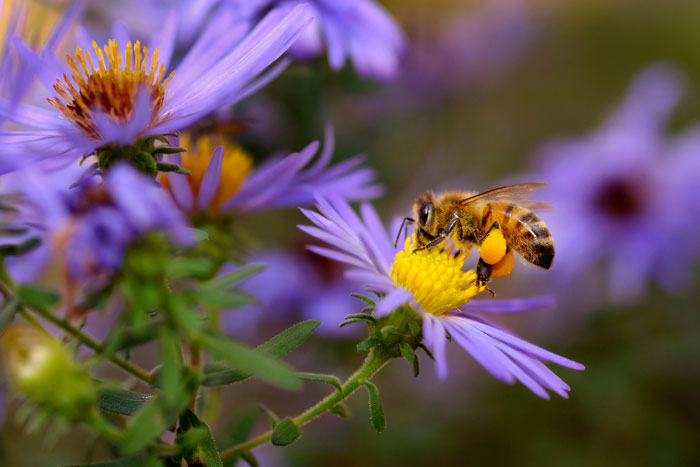 Bee Watering Stations